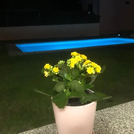 Eucalyptus Pink House